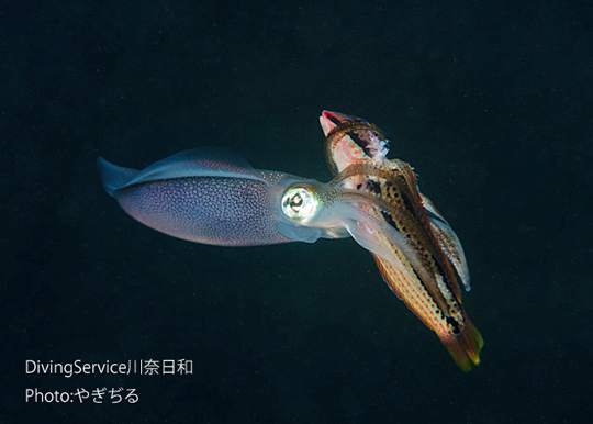 キュウセンを補食しているアオリイカ