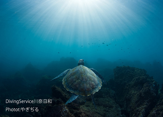 アオウミガメ アオウミガメ
