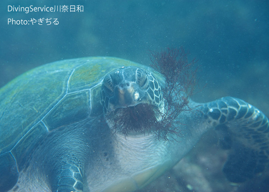 海藻を食べるアオウミガメ