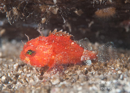クレナイフサカサゴの幼魚