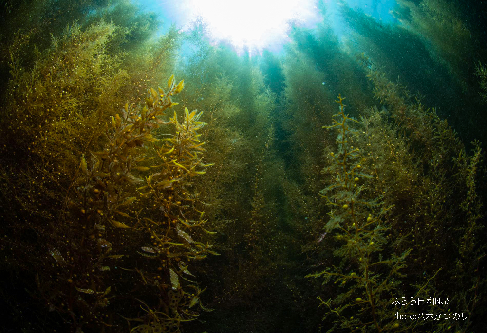海藻の森