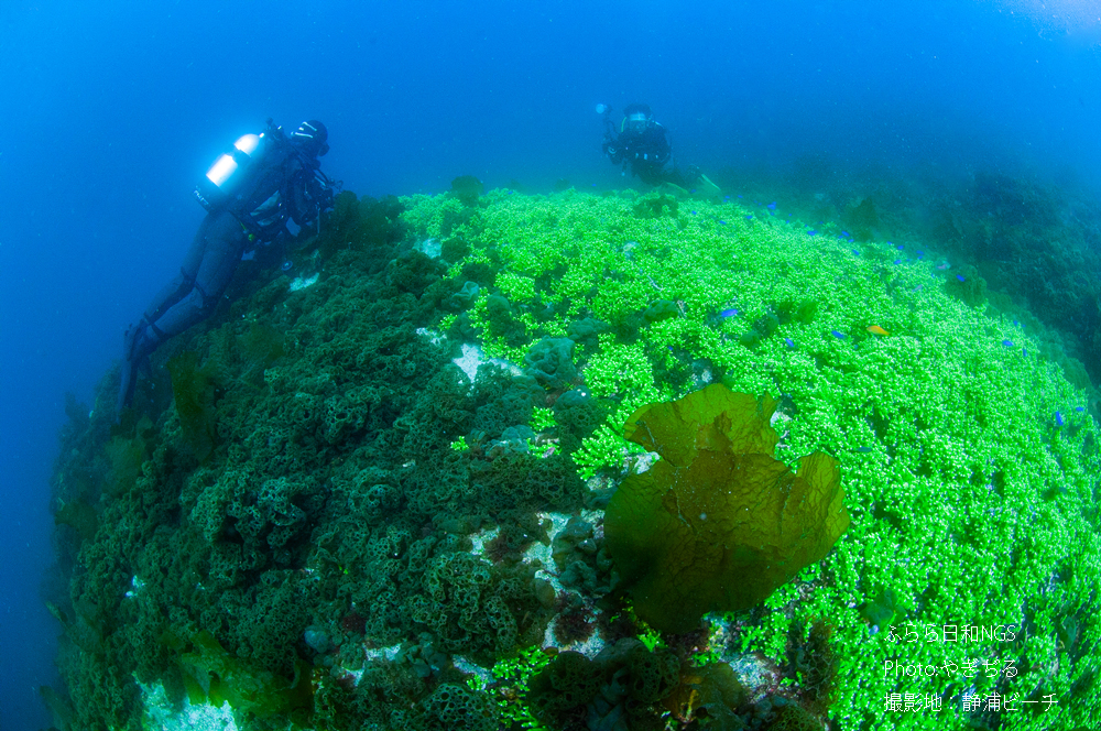 ヒメエダミドリイシの群落と海藻