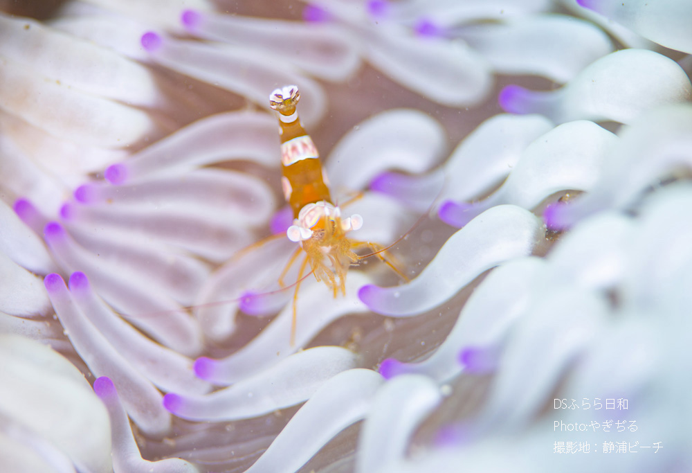 水温高騰による生物の変化