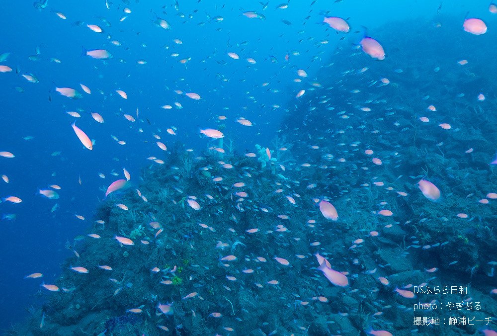 静浦の飛び根の季節