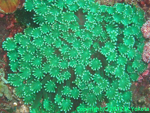 緑：ニホンアワサンゴ