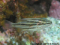 クロホシフエダイの幼魚