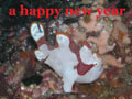 a happy new year