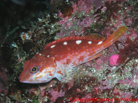 アヤメカサゴの幼魚