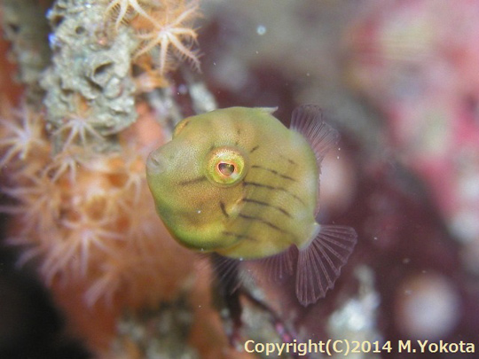 アオサハギの幼魚