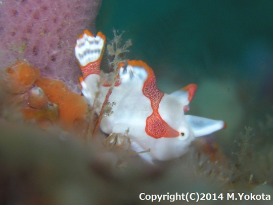 クマドリカエルアンコウの幼魚