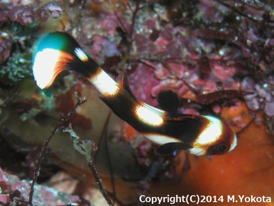 ムスジコショウダイの幼魚