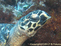 タイマイ – Hawksbill turtle