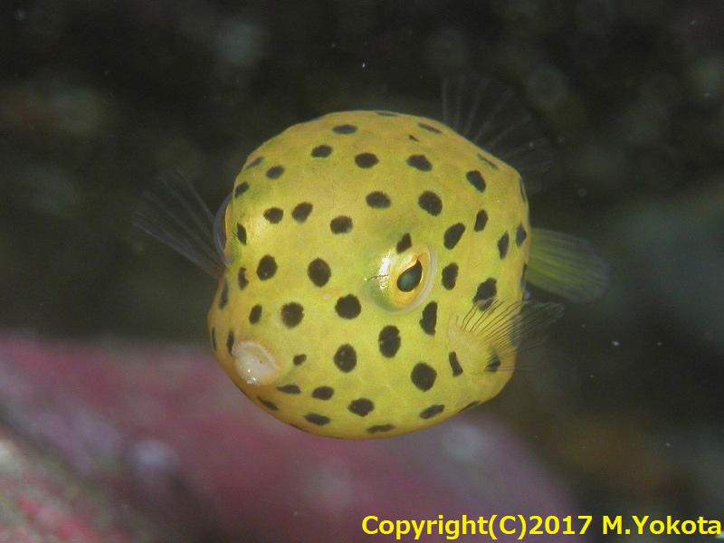 ミナミハコフグの幼魚 伊豆半島 伊豆海洋公園から 豪海倶楽部