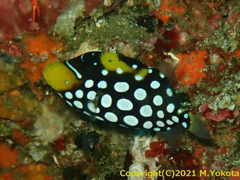 モンガラカワハギの幼魚