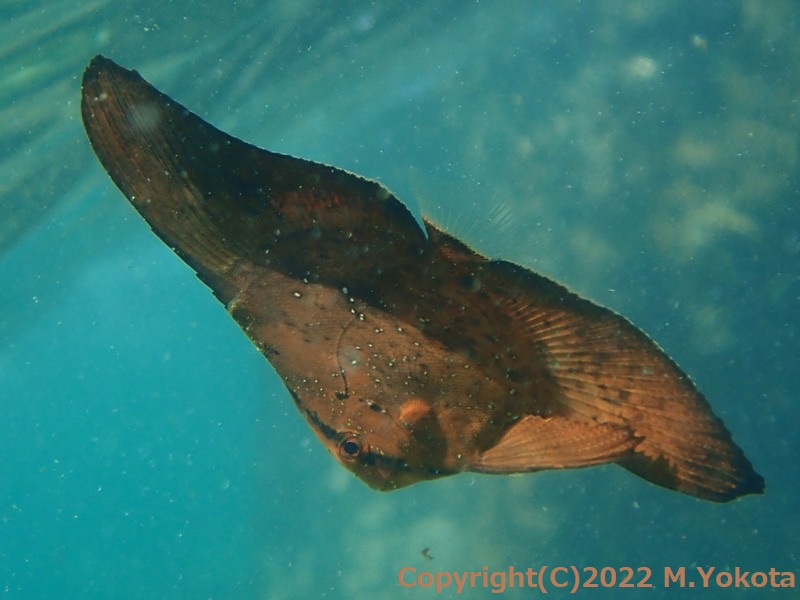 ナンヨウツバメウオの幼魚