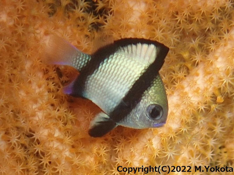 フタスジリュウキュウスズメダイの幼魚