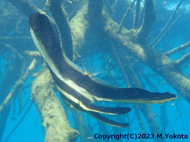 ミカヅキツバメウオの幼魚