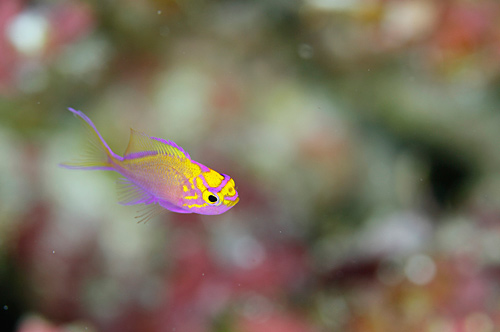 ハナゴンべ 幼魚