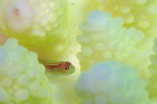 白化サンゴにコバンハゼの幼魚