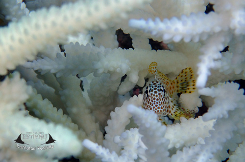 白化サンゴにセダカギンポの幼魚