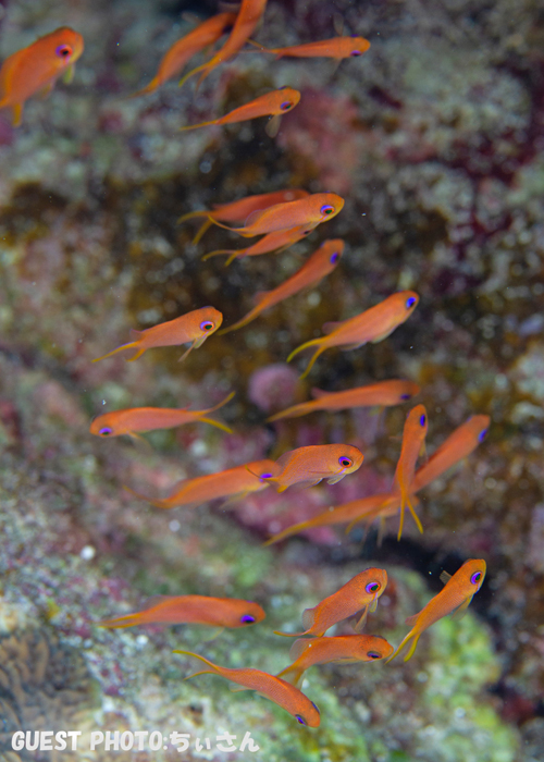 キンギョハナダイ幼魚