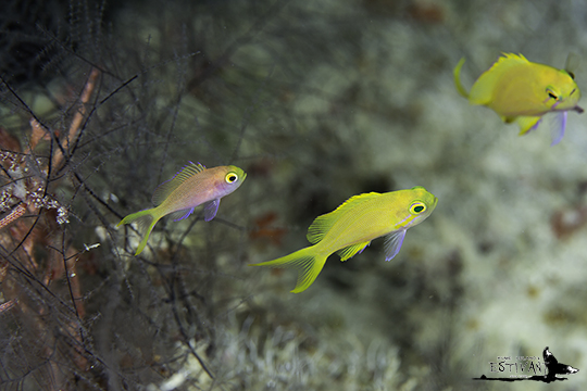 スミレナガハナダイの幼魚とフチドリハナダイの幼魚