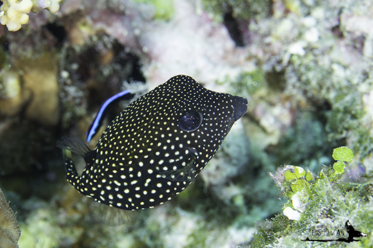 クロハコフグの幼魚