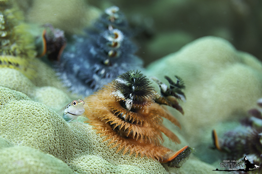 イシガキカエルウオの幼魚