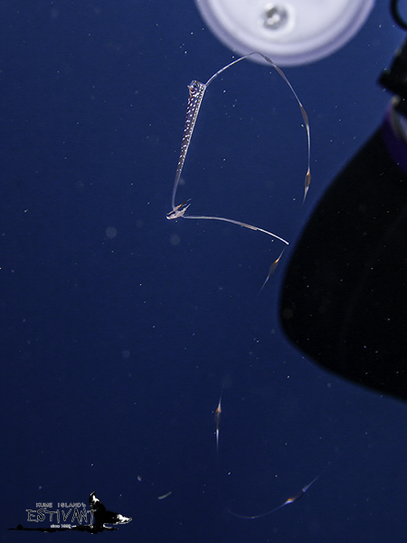 リュウグウノツカイの幼魚